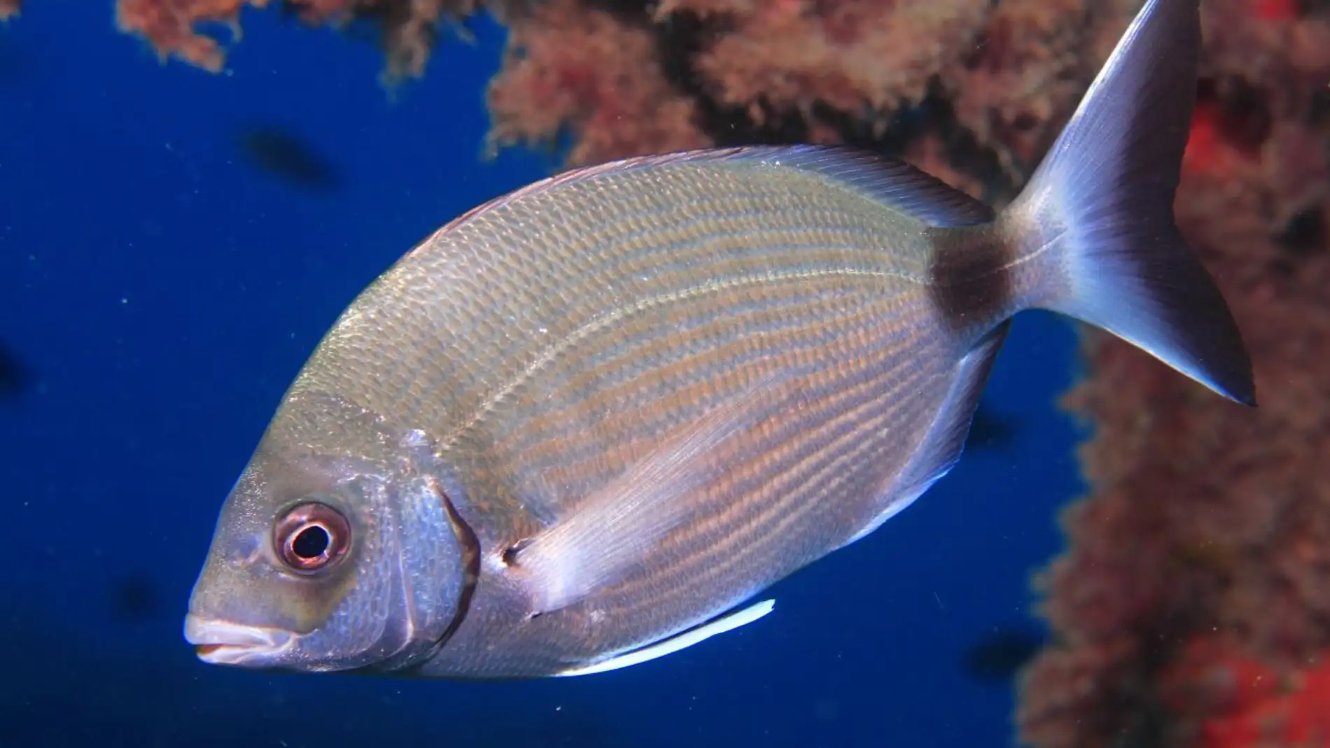 Los peces se vuelven mas timidos por la pesca submarina