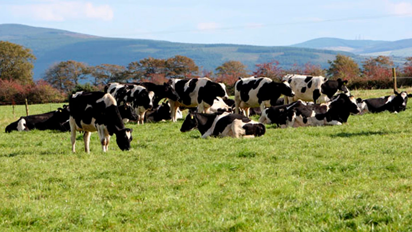 Ganado de vacas Ganado de vacas