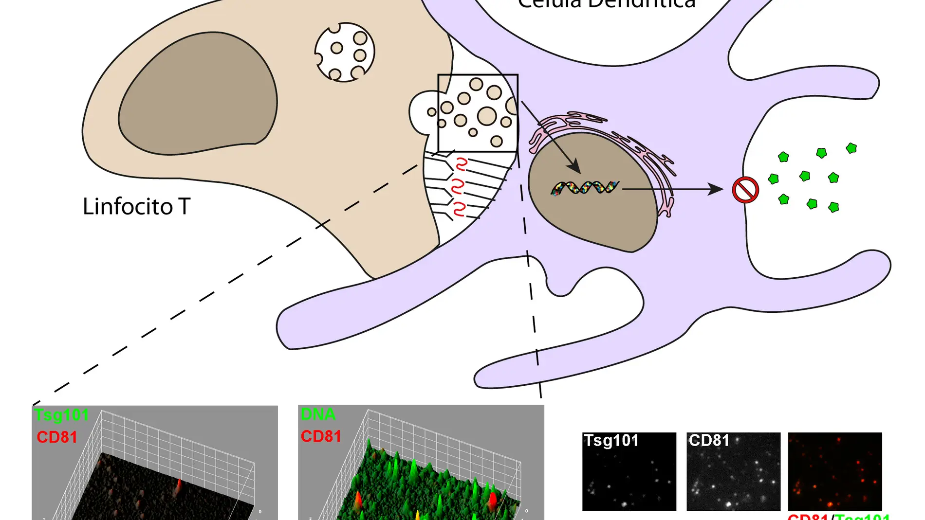 El ADN mitocondrial inicia la respuesta temprana del sistema inmunitario