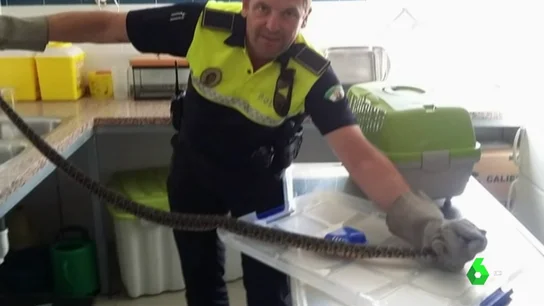 Culebra escondida en el carrito de un bebé Culebra escondida en el carrito de un bebé