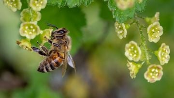 La interaccion entre plantas y polinizadores podria romperse con el cambio climatico