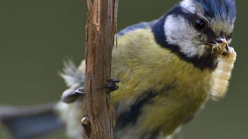 El aumento de temperatura reduce los parasitos en los nidos de herrerillo