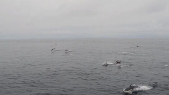 Algunos de los delfines avistados atravesando las R&iacute;as Baixas de Galicia