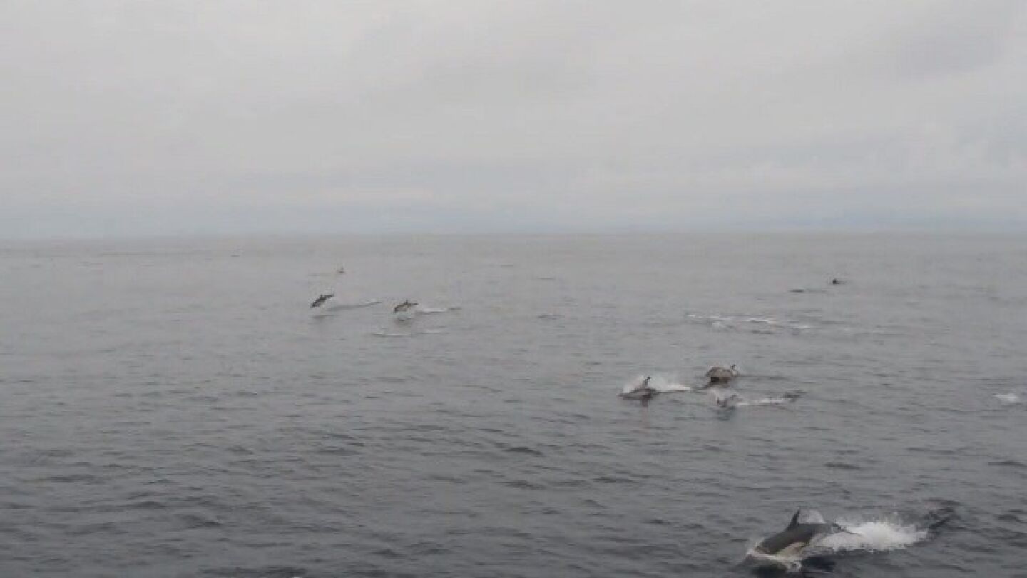 Algunos de los delfines avistados atravesando las R&iacute;as Baixas de Galicia