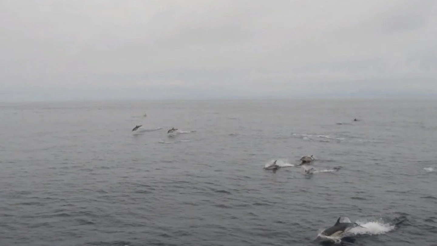 Algunos de los delfines avistados atravesando las Rías Baixas de Galicia Algunos de los delfines avistados atravesando las Rías Baixas de Galicia