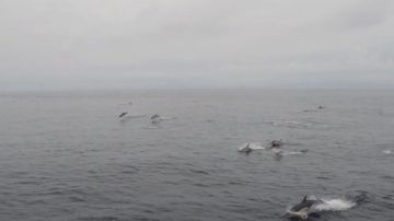 Algunos de los delfines avistados atravesando las Rías Baixas de Galicia