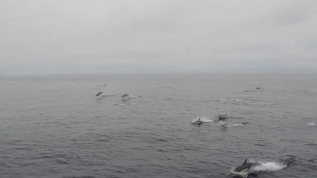 Algunos de los delfines avistados atravesando las Rías Baixas de Galicia