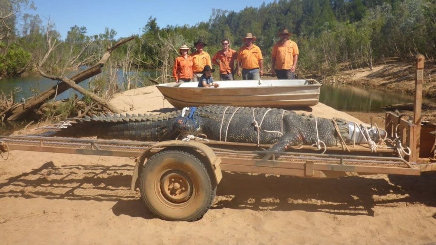 Capturan un cocodrilo de 600 kilos al norte de Australia