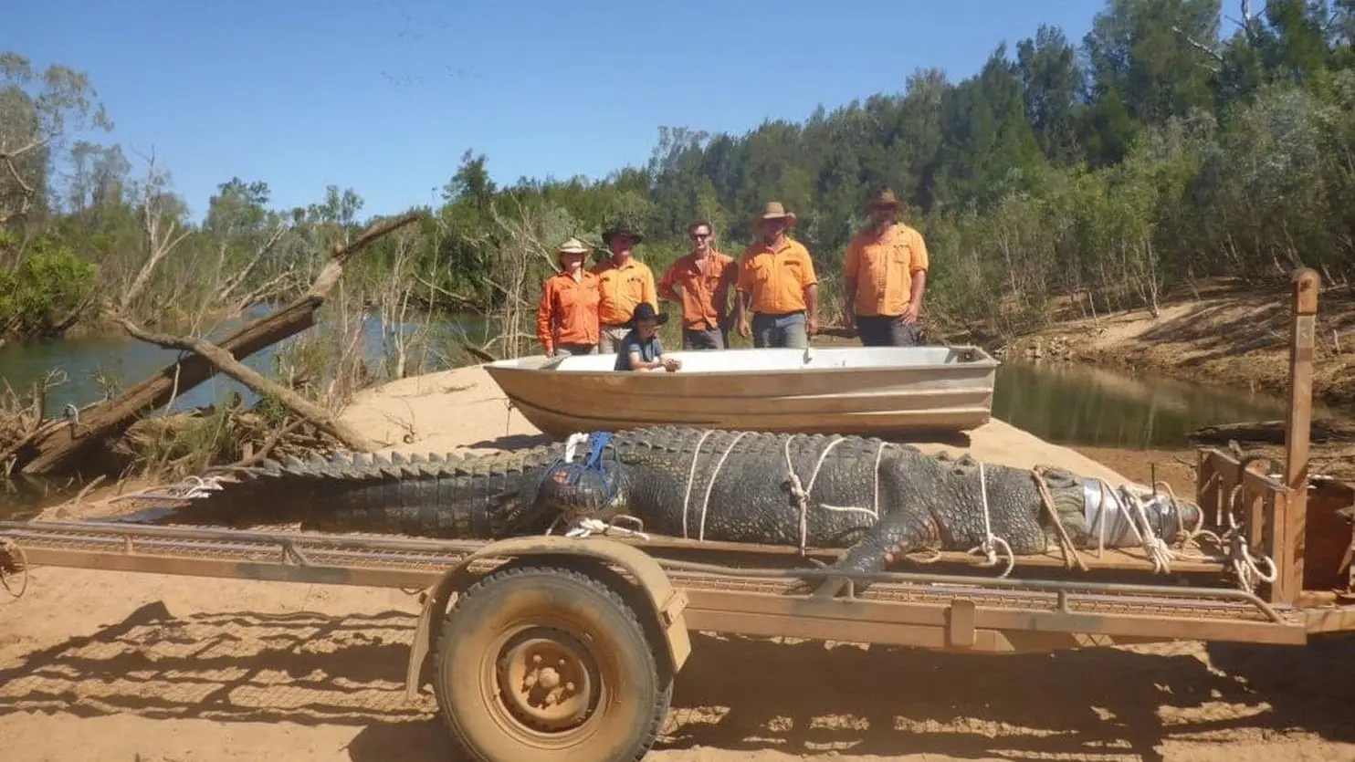 Capturan un cocodrilo de 600 kilos al norte de Australia