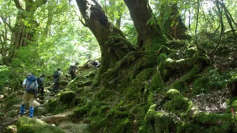 Senderismo Yakushima 5 actividades al aire libre para disfrutar de este verano en Japón