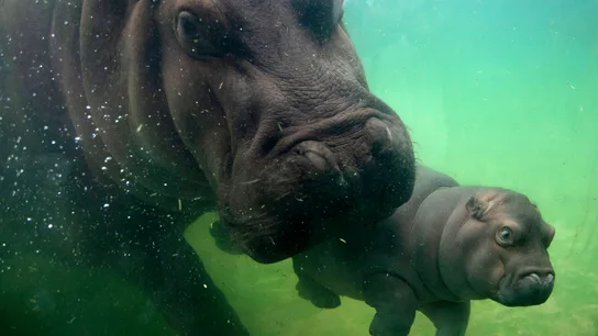 Un bebé hipopótamo, de seis meses de vida, y su madre nadan en un estanque en el Zoológico de Guadalajara, Jalisco Un bebé hipopótamo, de seis meses de vida, y su madre nadan en un estanque en el Zoológico de Guadalajara, Jalisco