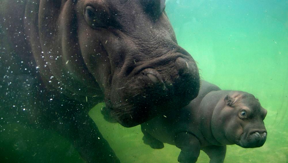 Un bebé hipopótamo, de seis meses de vida, y su madre nadan en un estanque en el Zoológico de Guadalajara, Jalisco