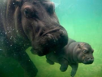 Un bebé hipopótamo, de seis meses de vida, y su madre nadan en un estanque en el Zoológico de Guadalajara, Jalisco Un bebé hipopótamo, de seis meses de vida, y su madre nadan en un estanque en el Zoológico de Guadalajara, Jalisco