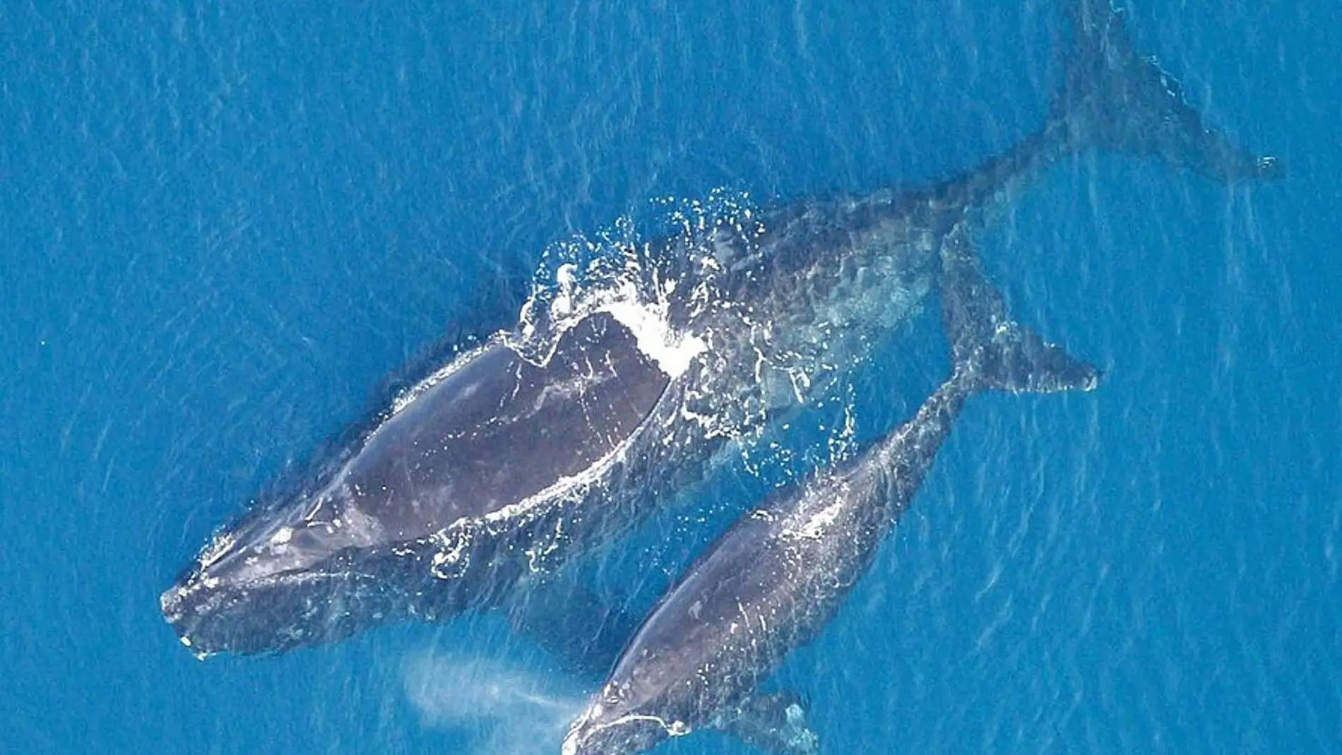 La ballena franca y la gris habitaban el Mediterraneo en la epoca romana