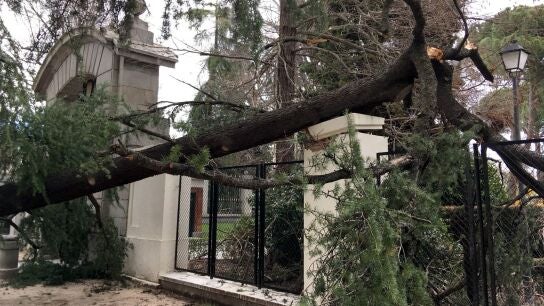 Imagen del lugar en el que un ni&ntilde;o de cuatro a&ntilde;os muri&oacute; tras caerle un &aacute;rbol encima en el parque del Retiro, en Madrid