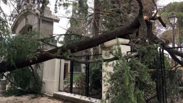 Lugar en el que un niño de cuatro años murió tras caerle un árbol encima en el parque del Retiro, en Madrid