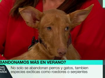 Un perro en Más Vale Tarde. Un perro en Más Vale Tarde.