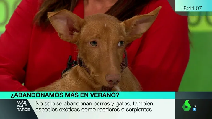 Un perro en Más Vale Tarde.