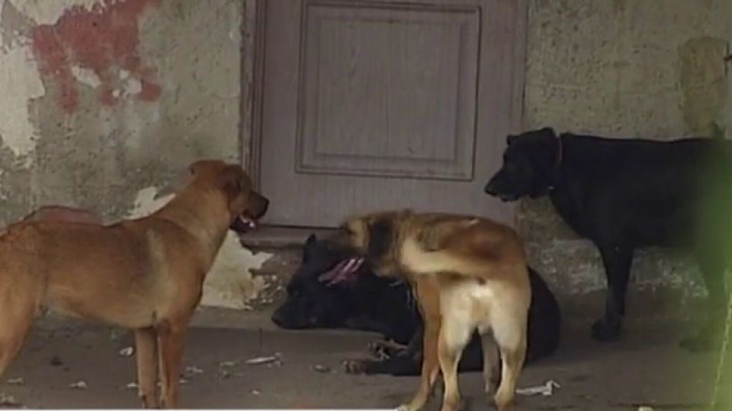 Los perros que atacaron al hombre 