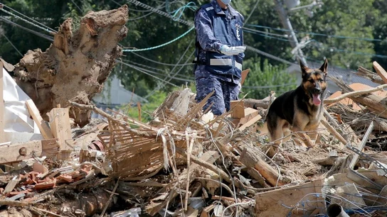 La Fuerza Marítima de Autodefensa de Japón busca víctimas entre los escombros con perros de rescate La Fuerza Marítima de Autodefensa de Japón busca víctimas entre los escombros con perros de rescate