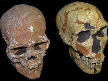 Un craneo revela nueva informacion del sistema visual neandertal Un craneo revela nueva informacion del sistema visual neandertal