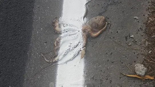 Encuentran a un pulpo aplastado en una carretera y con la línea continua pintada sobre él Encuentran a un pulpo aplastado en una carretera y con la línea continua pintada sobre él