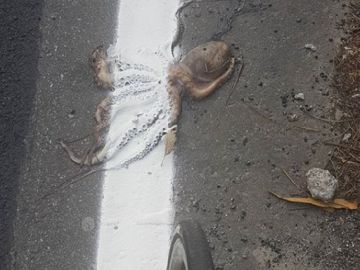 Encuentran a un pulpo aplastado en una carretera y con la línea continua pintada sobre él Encuentran a un pulpo aplastado en una carretera y con la línea continua pintada sobre él