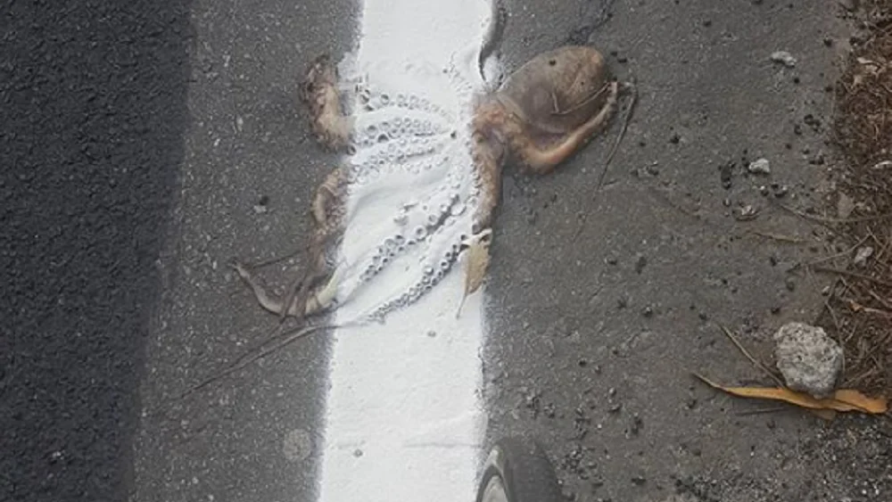 Encuentran a un pulpo aplastado en una carretera y con la línea continua pintada sobre él