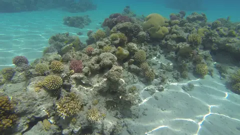 Gran barrera de Coral 5 lugares que debes visitar antes de que desaparezcan
