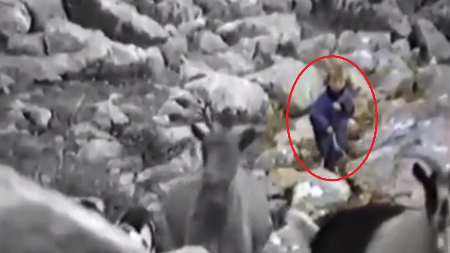 &iquest;Luka Modric pastoreando ovejas?
