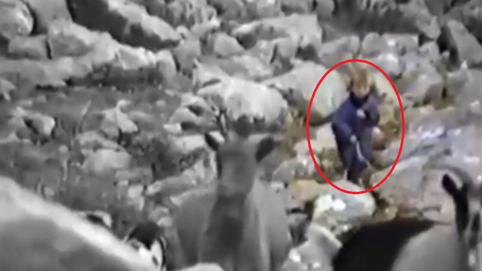 &iquest;Luka Modric pastoreando ovejas?