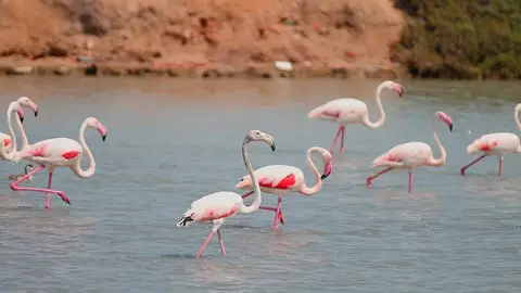 Salinas y Arenales de San Pedro del Pinatar, Murcia Los mejores sitios para ver flamencos en España