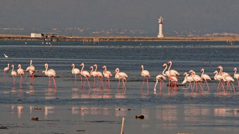 Los mejores sitios para ver flamencos en España