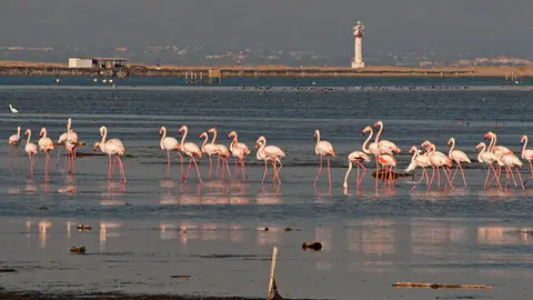 Delta de l'Ebre Los mejores sitios para ver flamencos en España