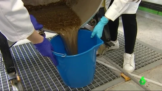 La Universidad de Jaén investiga convertir los restos de poda del olivo en combustible para reducir la emisión de CO2 La Universidad de Jaén investiga convertir los restos de poda del olivo en combustible para reducir la emisión de CO2