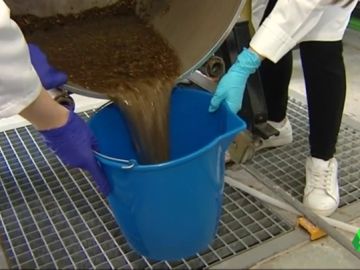 La Universidad de Jaén investiga convertir los restos de poda del olivo en combustible para reducir la emisión de CO2 La Universidad de Jaén investiga convertir los restos de poda del olivo en combustible para reducir la emisión de CO2