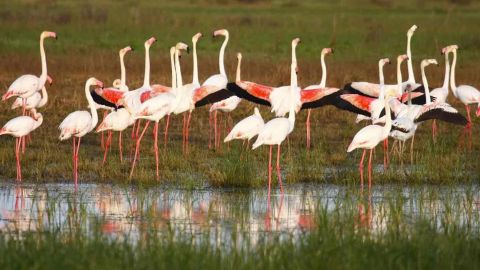 Los mejores sitios para ver flamencos en España