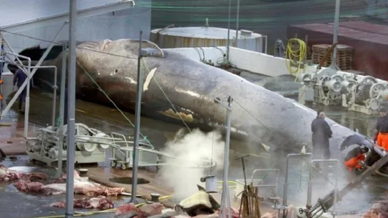 Imagen de la ballena azul asesinada en Islandia Imagen de la ballena azul asesinada en Islandia