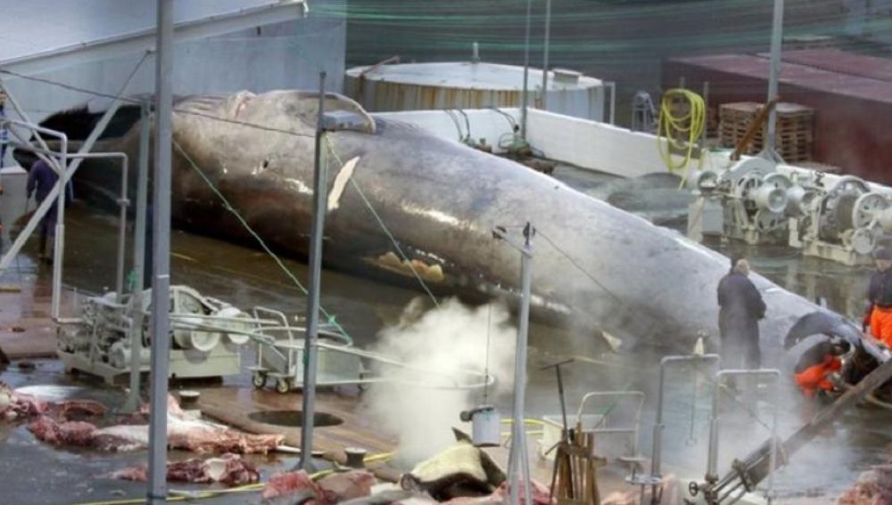 Imagen de la ballena azul asesinada en Islandia