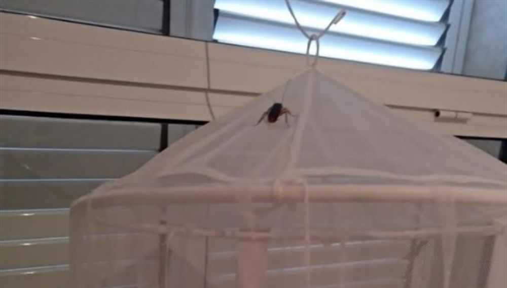 Una cucaracha en la mosquitera