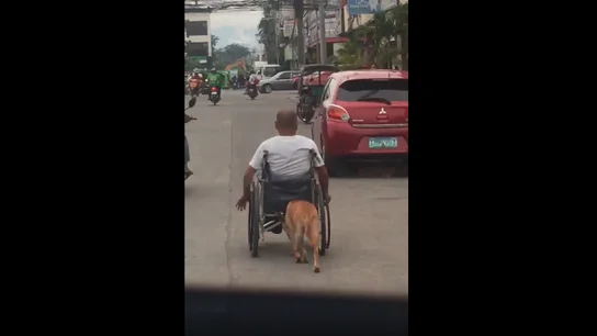Perro silla de ruedas Perro silla de ruedas