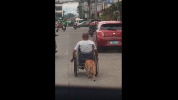Perro silla de ruedas