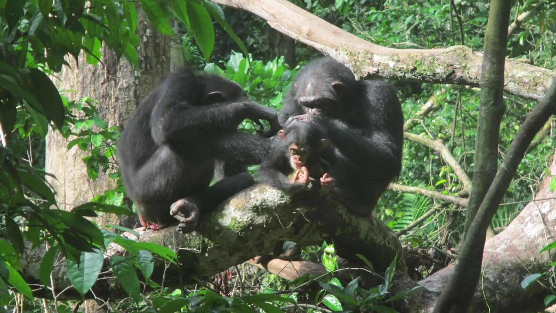Los primates eligen su companero de aseo dependiendo del contexto social
