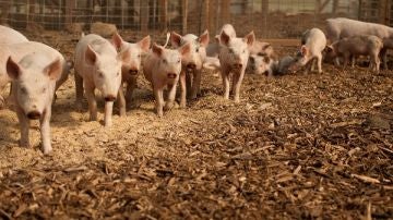 Detectados mas de 400 genes de resistencia a antibioticos en granjas europeas