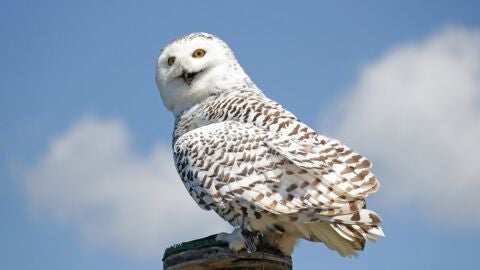Hedwig, la lechuza de Harry Potter