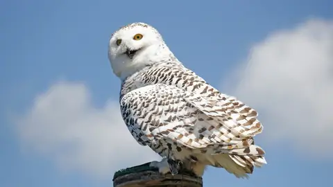 Hedwig, la lechuza de Harry Potter Hedwig, la lechuza de Harry Potter