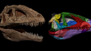 Izquierda, reconstrucción del cráneo de un dinosaurio carnívoro; derecha cráneo digitalizado en 3D del mismo dinosaurio.