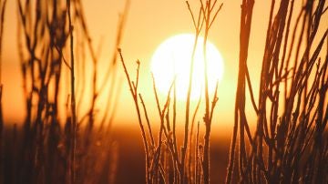 campo al atardecer