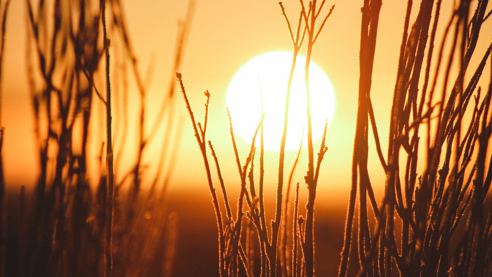 campo al atardecer