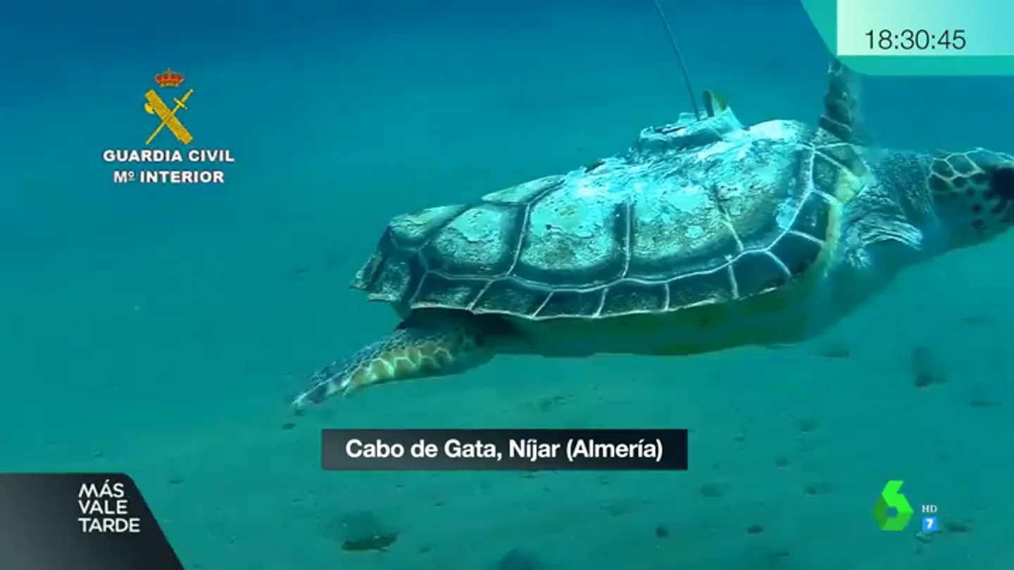 Benjamín, la tortuga que regresa al Mediterráneo sin una aleta tras dos años de recuperación Benjamín, la tortuga que regresa al Mediterráneo sin una aleta tras dos años de recuperación